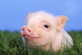 baby_pig.jpg