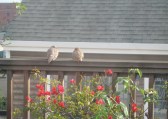 doves.JPG